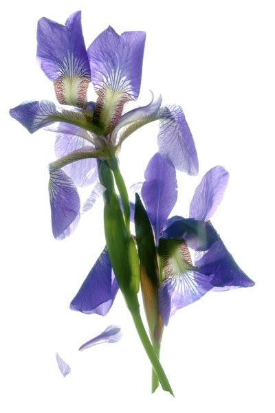 La danza dell